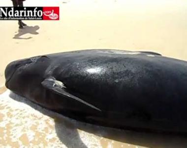 Embedded thumbnail for Sauvetage baleine Saint-Louis Sénégal